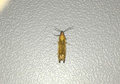 Lathronympha strigana