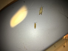 Lathronympha strigana