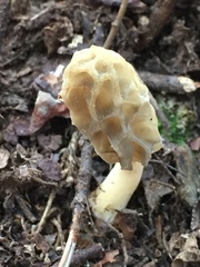 Morchella diminutiva