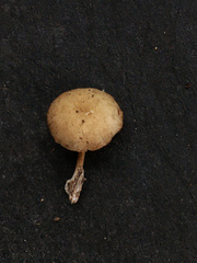 Simocybe serrulata