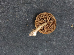 Simocybe serrulata
