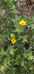 Berkheya spinosa