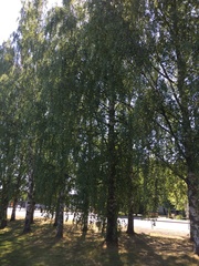 Betula pendula