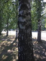 Betula pendula
