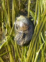 Haminoea alfredensis