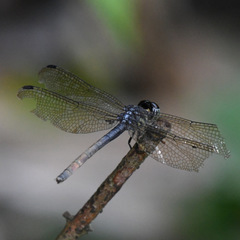 Nesoxenia lineata