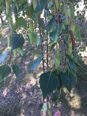 Betula pendula
