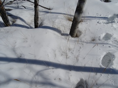 Calamagrostis inexpansa
