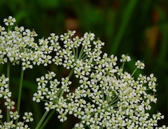 Peucedanum austriacum