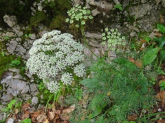 Peucedanum austriacum
