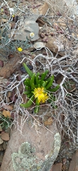Glottiphyllum