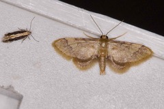 Idaea trypheropa