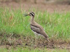 Esacus recurvirostris