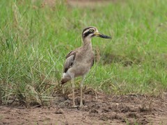 Esacus recurvirostris