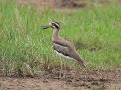 Esacus recurvirostris