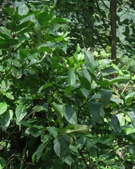 Rhamnus fallax