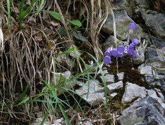 Campanula witasekiana