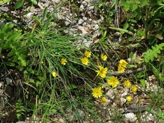 Hieracium porrifolium