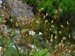 Heliosperma alpestre