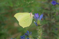 Gonepteryx rhamni