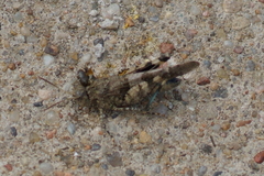 Oedipoda caerulescens