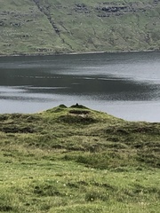 Stercorarius parasiticus