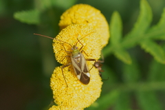 Adelphocoris lineolatus