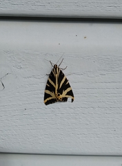 Euplagia quadripunctaria