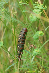 Hyles euphorbiae