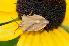 Carpocoris fuscispinus