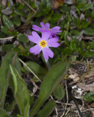Primula laurentiana