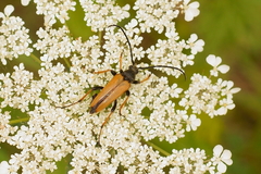 Stictoleptura rubra