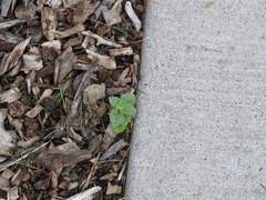 Nepeta racemosa