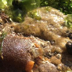 Amphipholis squamata