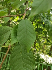 Prunus padus