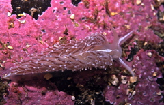 Coryphella monicae