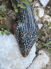 Ophisaurus attenuatus