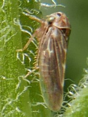Agallia consobrina
