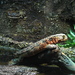 Crocodile Lizards - Photo (c) Wally Gobetz, some rights reserved (CC BY-NC-ND)