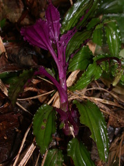 Crepidium roohutuensis