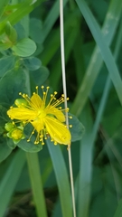 Hypericum maculatum