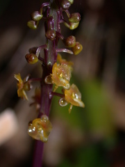Crepidium roohutuensis