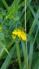 Hypericum maculatum