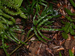 Pteris cadieri
