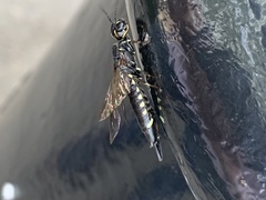 Xiphydria longicollis