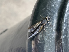 Xiphydria longicollis