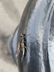 Xiphydria longicollis