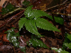 Pteris grevilleana
