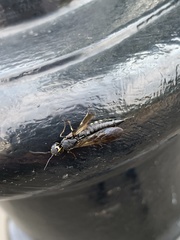 Xiphydria longicollis