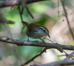 Thryophilus pleurostictus